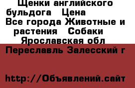 Щенки английского бульдога › Цена ­ 40 000 - Все города Животные и растения » Собаки   . Ярославская обл.,Переславль-Залесский г.